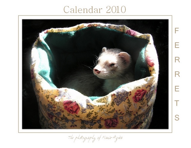 Ferret Calendar 2010