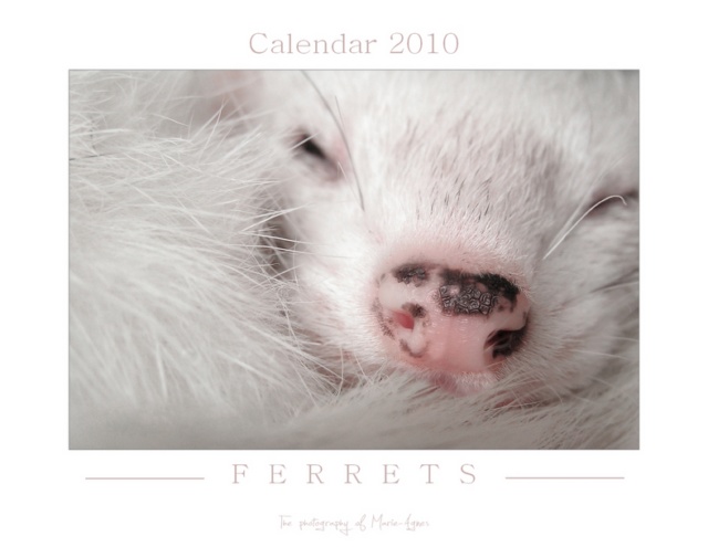Ferrets Calebdar 2010