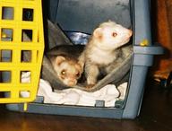 Click to zoom the image