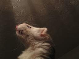 Click to zoom the image